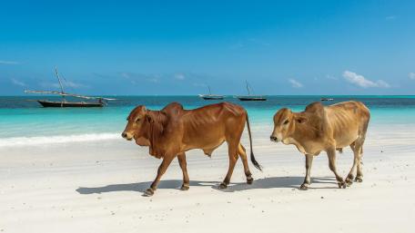 Serene Cows on a Tropical Beach wallpaper