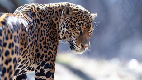 Jaguar wallpaper