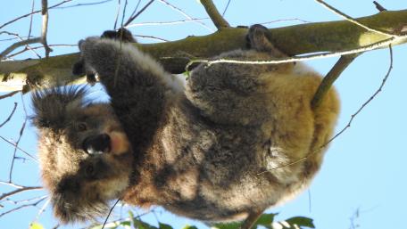 Cute Koala Hanging in a Tree wallpaper