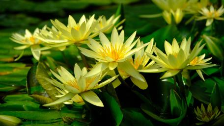 Serenity of Yellow Water Lilies in Bloom wallpaper