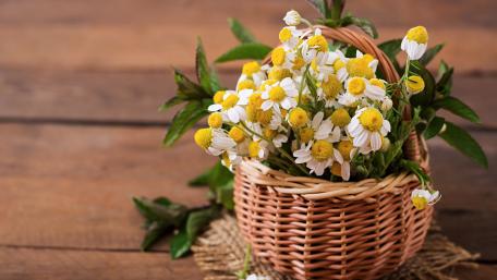 Charming Daisy Bouquet in a Woven Basket wallpaper