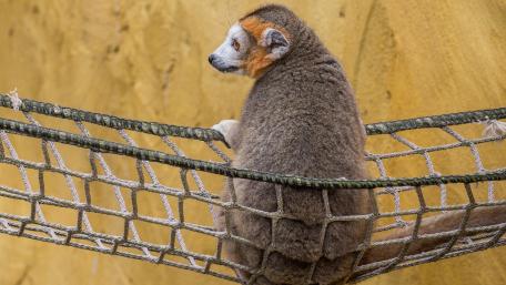 Lemur Relaxing on a Hammock wallpaper