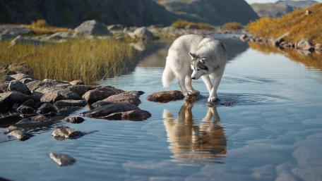 Serene Wolf by the Tranquil Waters wallpaper