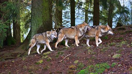 Majestic Wolves in Their Natural Habitat wallpaper