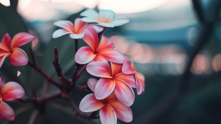 Vibrant Tropical Blooms in Soft Light wallpaper