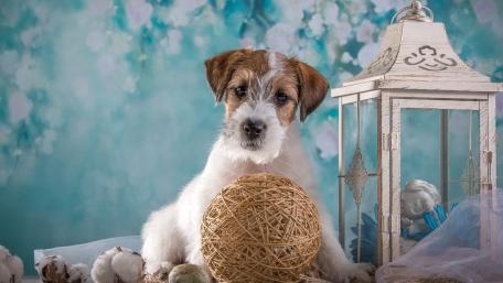 Adorable Puppy Playing with Ball of Yarn wallpaper