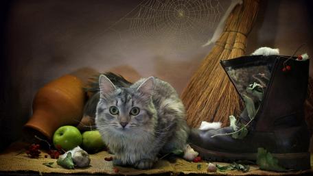 Whimsical Cat in Cozy Autumn Setting wallpaper