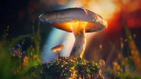 Magical Glowing Mushroom in Dreamland Fantasy Scene wallpaper