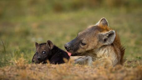 Tender Moments Between Hyena and Cub wallpaper