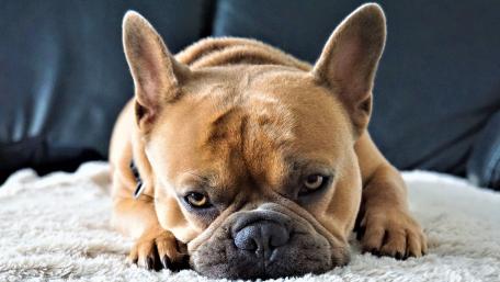 French Bulldog Relaxing on Soft Blanket wallpaper