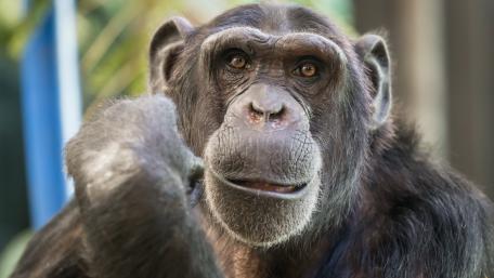 Chimpanzee Close-Up in Nature's Embrace wallpaper