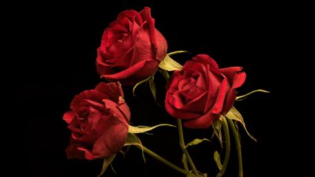 Elegant Red Roses on Black Background wallpaper