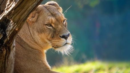 Majestic Lioness in Natural Habitat wallpaper