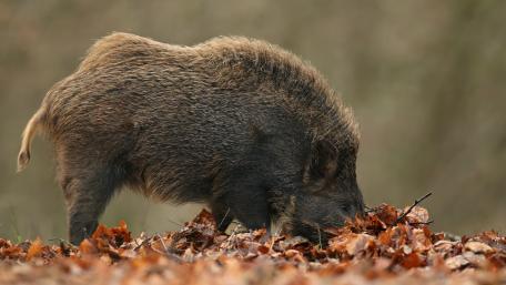Wild Boar foraging in Autumn Leaves wallpaper