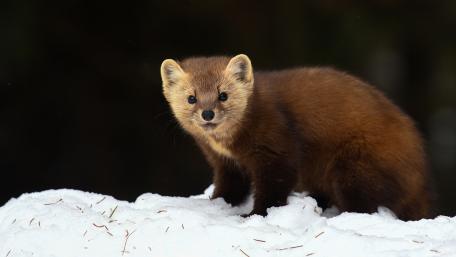 Marten in a Winter Wonderland wallpaper