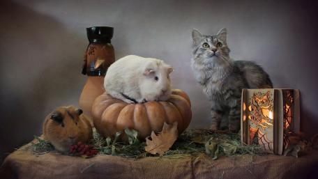 Charming Autumn Companions in a Cozy Setting wallpaper