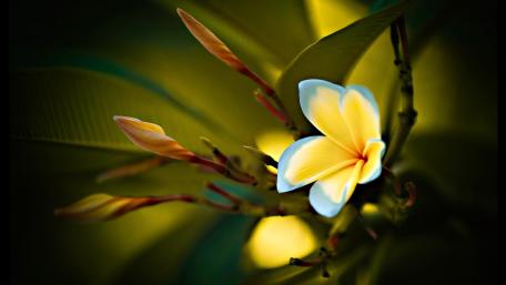 Enchanting Yellow Flower Blooms wallpaper