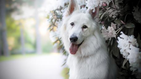 Elegant White Dog Surrounded by Blossoms wallpaper