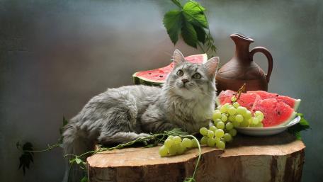 Charming Cat Amidst Fresh Fruits and Vibrant Greens wallpaper