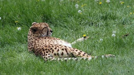 Elegant Cheetah in Serene Grassland wallpaper