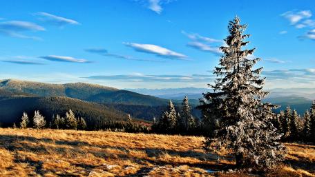 Serene Winter Landscape with Majestic Pine Tree wallpaper