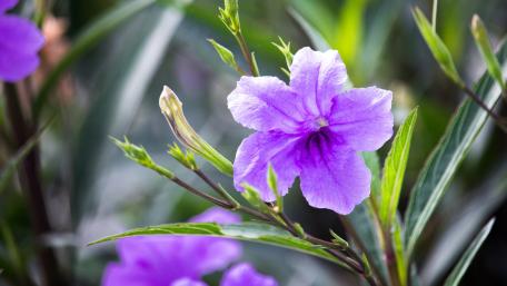 Vibrant Purple Floral Elegance wallpaper