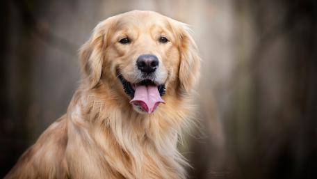 Golden Retriever Joyful Smile Wallpaper in 4K Quality wallpaper