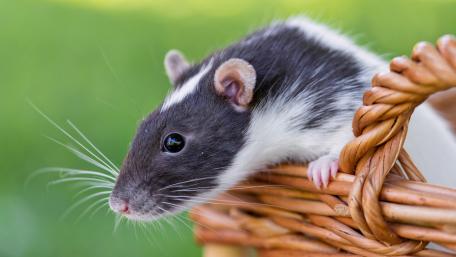 Adorable Rat in a Wicker Basket Wallpaper wallpaper