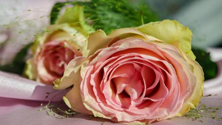 Delicate Pink Roses in Bloom wallpaper
