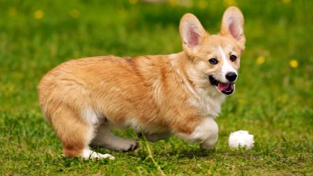 Playful Corgi Running in the Grass wallpaper