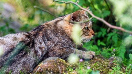 Majestic Wildcat in Nature's Embrace wallpaper
