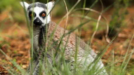 Curious Lemur Among Green Grass wallpaper
