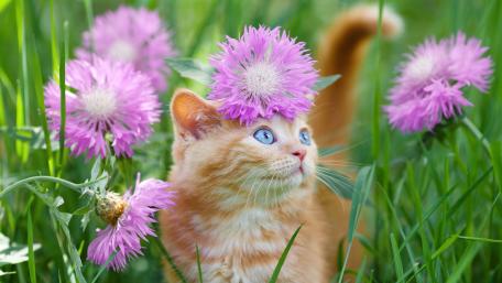 Playful Kitten Amongst Vibrant Flowers wallpaper