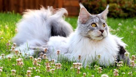 Majestic Maine Coon in Nature's Embrace wallpaper