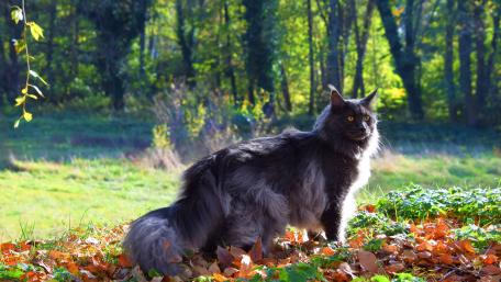 Majestic Maine Coon in Nature wallpaper