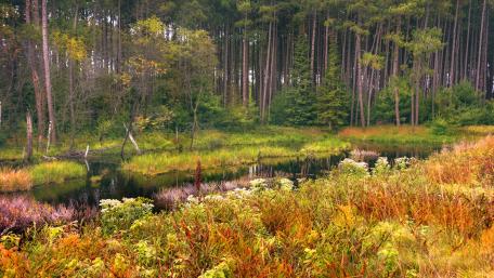 Serene Wetland Oasis in Lush Forest Scenery wallpaper