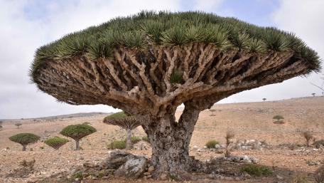 Dracaena Draco (Dragon Tree) wallpaper