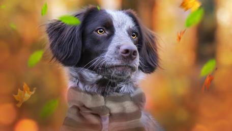 Charming Dog in Autumn Setting wallpaper