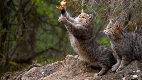 Playful Wildcats in Nature wallpaper
