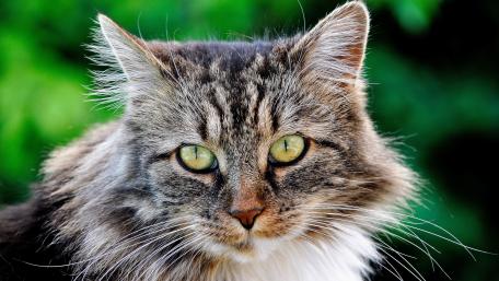 Majestic Feline Staring into the Lens wallpaper
