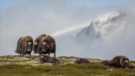 Majestic Musk Oxen in a Misty Landscape wallpaper
