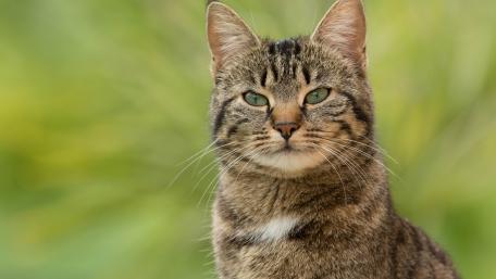 Playful Tabby Cat with Green Eyes in Nature Scene wallpaper