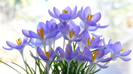 Delicate Purple Crocuses Blooming Brightly wallpaper