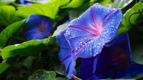 Elegant Blue Morning Glories with Dew Drops wallpaper