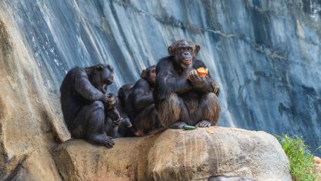 Charming Chimpanzees in Their Habitat wallpaper