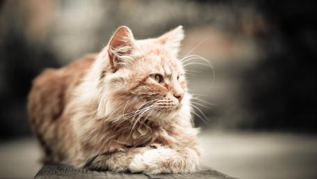 Majestic Ginger Cat in Soft Focus wallpaper
