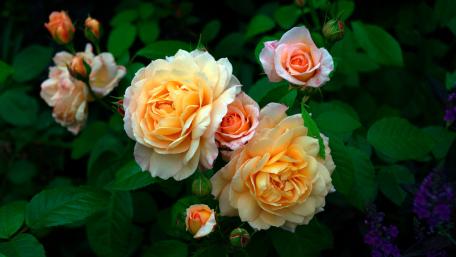 Delicate Peach Roses in Bloom wallpaper
