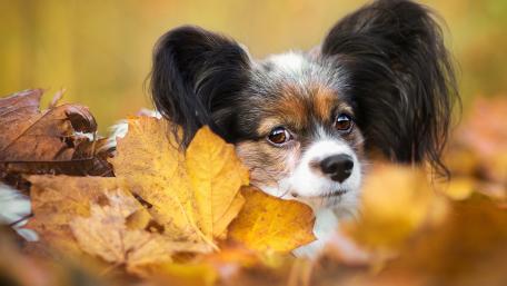 Autumn Serenity with a Playful Pup wallpaper