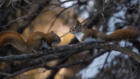 Squirrels Chit-Chatting on a Branch wallpaper