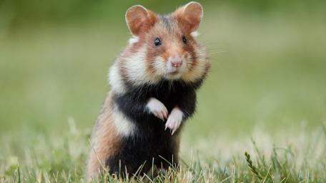 Adorable Hamster in Lush Green Grass wallpaper